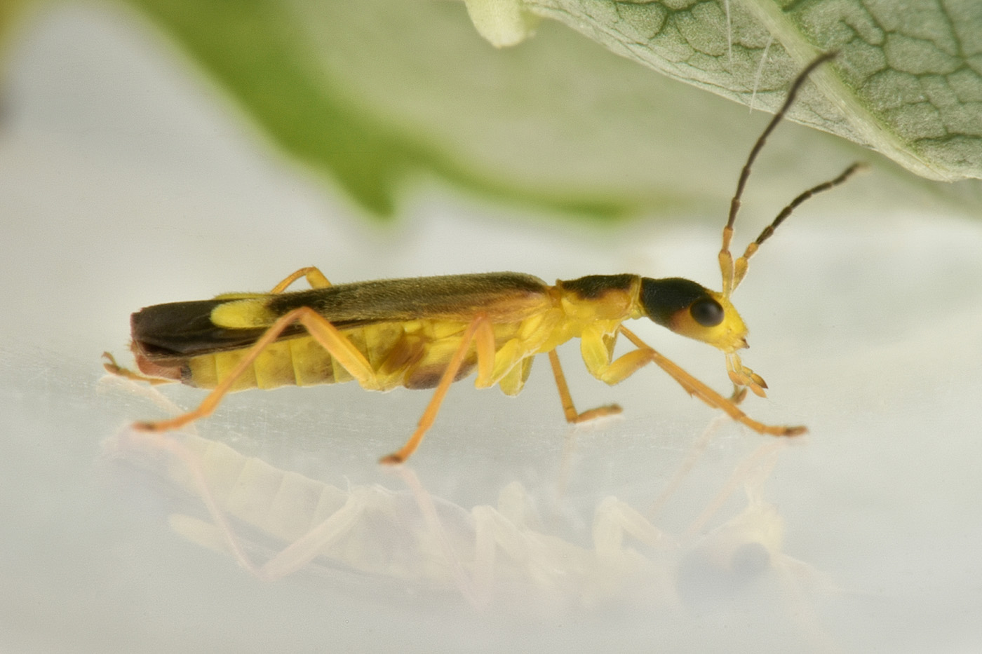 Cantharidae: Malthinus flaveolus?  Sì !